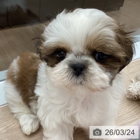 石川県のシーズー (ペットプラス 白山店/2026年1月16日生まれ/女の子/ゴールドホワイト)の子犬の4枚目の画像