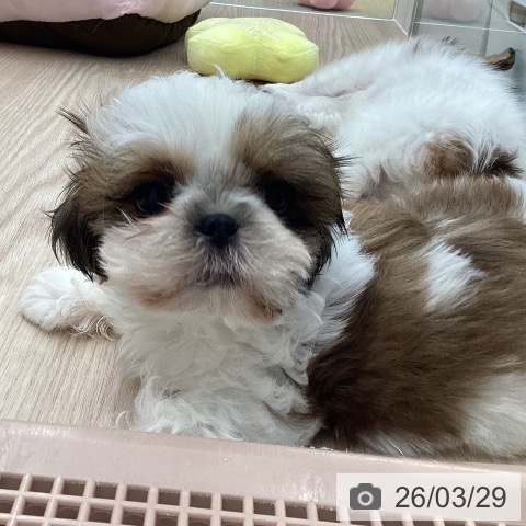 石川県のシーズー (ペットプラス 白山店/2026年1月16日生まれ/女の子/ゴールドホワイト)の子犬の3枚目の画像