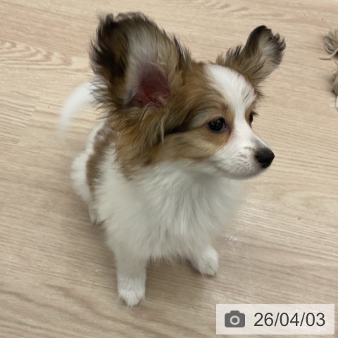 福井県のパピヨン (ペットプラス 福井店/2026年1月9日生まれ/女の子/ホワイトブラウン)の子犬の4枚目の画像