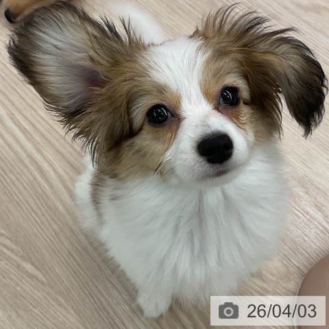 福井県のパピヨン (ペットプラス 福井店/2026年1月9日生まれ/女の子/ホワイトブラウン)の子犬の3枚目の画像