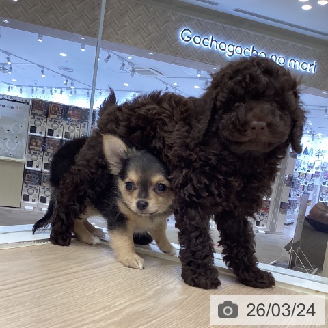 鳥取県のトイプードル(トイ) (ペッツワン 日吉津店/2026年1月13日生まれ/男の子/ブラウン)の子犬の4枚目の画像