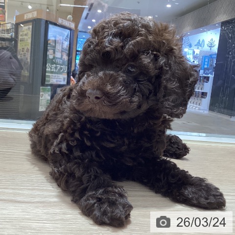 鳥取県のトイプードル(トイ) (ペッツワン 日吉津店/2026年1月13日生まれ/男の子/ブラウン)の子犬の3枚目の画像
