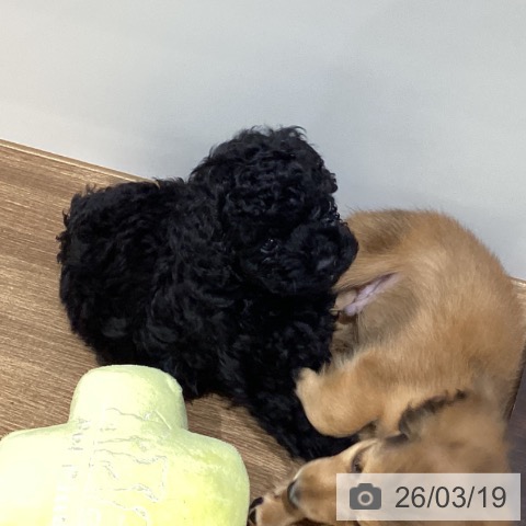 トイ・プードルの写真