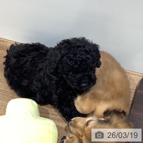 トイ・プードルの写真