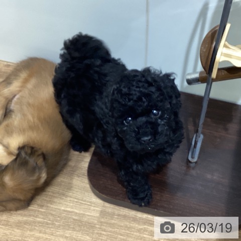 トイ・プードルの写真