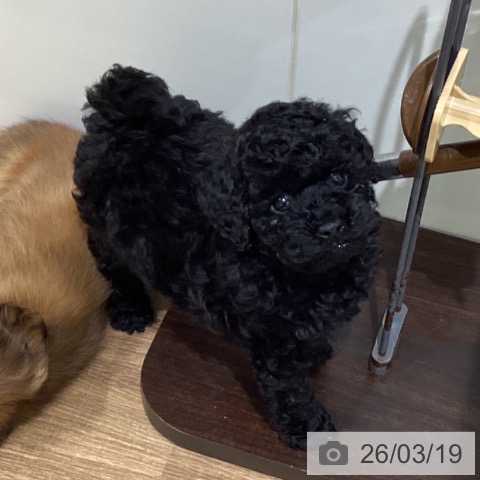 トイ・プードルの写真