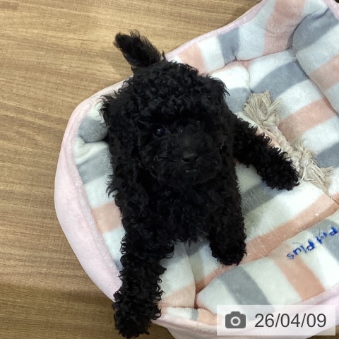 鳥取県のトイプードル(トイ) (ペッツワン 日吉津店/2026年1月13日生まれ/男の子/ブラック)の子犬の3枚目の画像