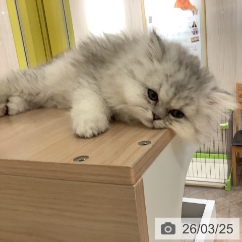 岡山県のペルシャ (ペットプラス 岡山店/2026年1月15日生まれ/男の子/チンチラシルバー)の子猫の3枚目の画像