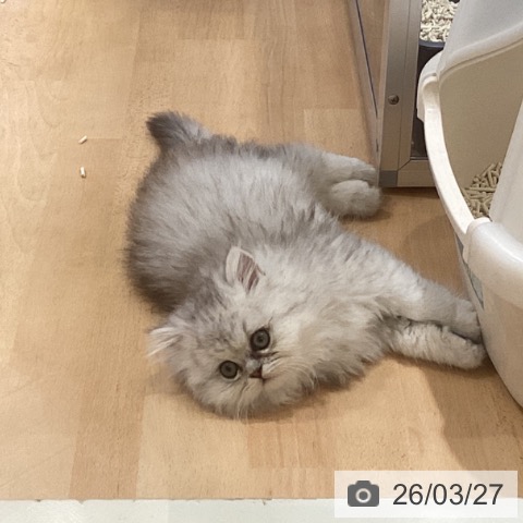 徳島県のペルシャ (ペットプラス 徳島店/2026年1月15日生まれ/男の子/チンチラシルバー)の子猫の3枚目の画像