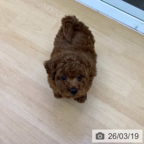 トイ・プードルの写真