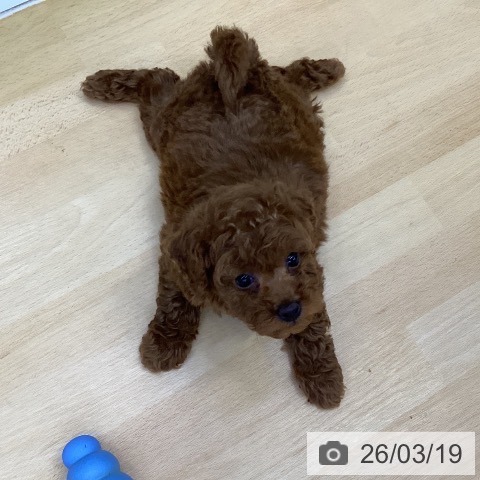 トイ・プードルの写真