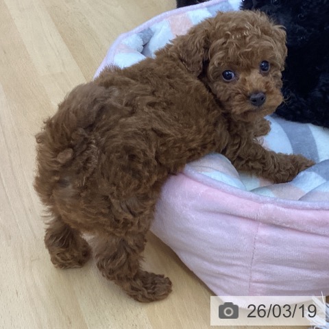 トイ・プードルの写真