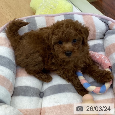 香川県のトイプードル(トイ) (ペットプラス 綾川店/2026年1月17日生まれ/男の子/レッド)の子犬の3枚目の画像