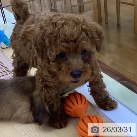 香川県のトイプードル(トイ) (ペットプラス 綾川店/2026年1月17日生まれ/男の子/レッド)の子犬の3枚目の画像
