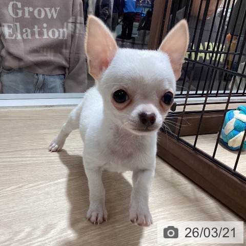 徳島県のチワワ(ロング) (ペットプラス 徳島店/2026年1月13日生まれ/男の子/クリームホワイト)の子犬の4枚目の画像