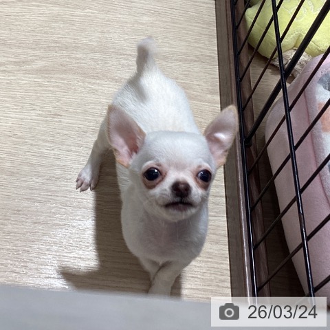 徳島県のチワワ(ロング) (ペットプラス 徳島店/2026年1月13日生まれ/男の子/クリームホワイト)の子犬の3枚目の画像