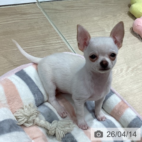 香川県のチワワ(ロング) (ペットプラス 高松店/2026年1月13日生まれ/男の子/クリームホワイト)の子犬の3枚目の画像