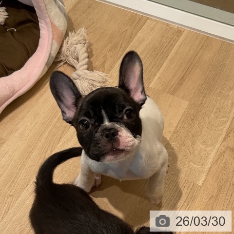 三重県のフレンチブルドッグ (ペットプラス 鈴鹿店/2026年1月15日生まれ/男の子/パイド)の子犬の4枚目の画像