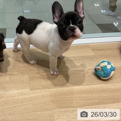 三重県のフレンチブルドッグ (ペットプラス 鈴鹿店/2026年1月15日生まれ/男の子/パイド)の子犬の3枚目の画像