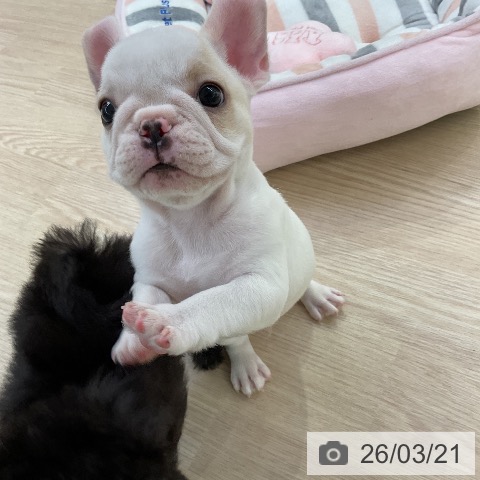 フレンチ・ブルドッグの写真