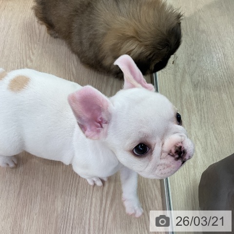 フレンチ・ブルドッグの写真