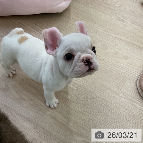 フレンチ・ブルドッグの写真