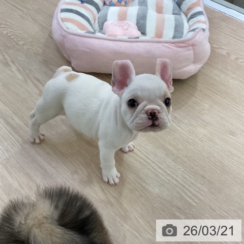 フレンチ・ブルドッグの写真