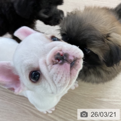 フレンチ・ブルドッグの写真