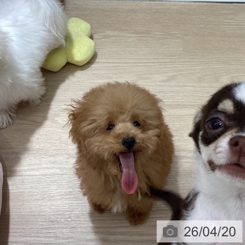 徳島県のトイプードル(トイ) (ペットプラス 徳島店/2026年1月12日生まれ/男の子/アプリコット)の子犬の3枚目の画像