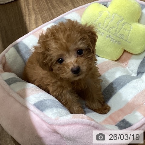 トイ・プードルの写真