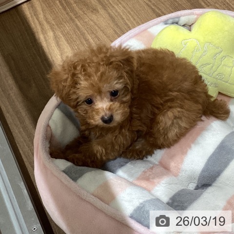 トイ・プードルの写真