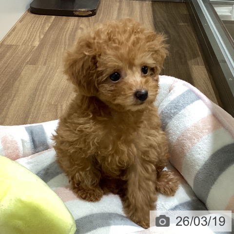 トイ・プードルの写真