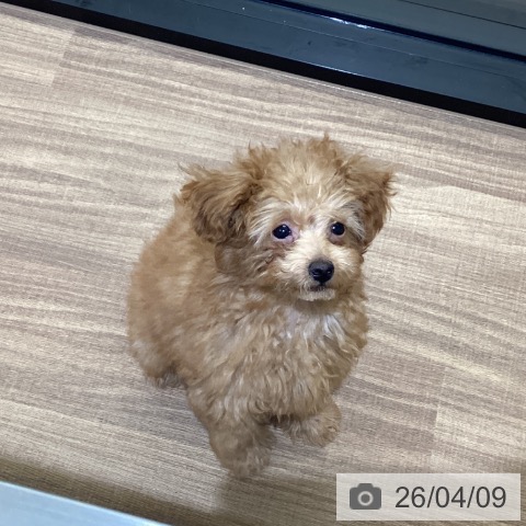 鳥取県のトイプードル(トイ) (ペッツワン 日吉津店/2026年1月12日生まれ/女の子/アプリコット)の子犬の3枚目の画像