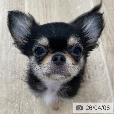 神奈川県のチワワ(ロング) (ペットプラス テラスモール湘南店/2026年1月4日生まれ/男の子/ブラッククリーム)の子犬の4枚目の画像