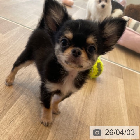 神奈川県のチワワ(ロング) (ペットプラス テラスモール湘南店/2026年1月4日生まれ/男の子/ブラッククリーム)の子犬の3枚目の画像