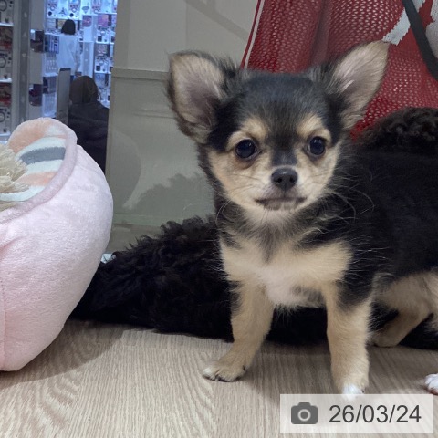 徳島県のチワワ(ロング) (ペットプラス 徳島店/2026年1月17日生まれ/女の子/ブラックタンクリーム)の子犬の4枚目の画像