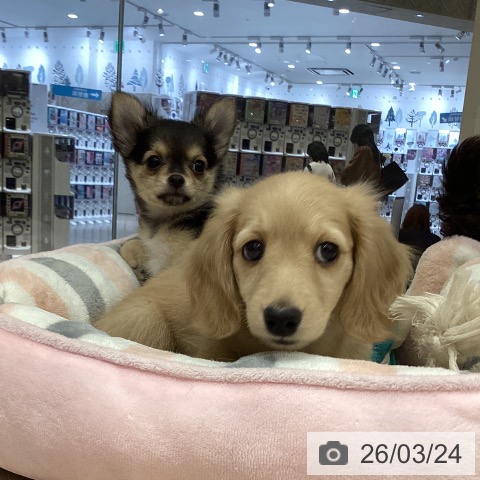 徳島県のチワワ(ロング) (ペットプラス 徳島店/2026年1月17日生まれ/女の子/ブラックタンクリーム)の子犬の3枚目の画像