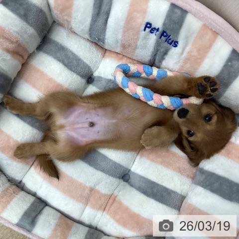 ミニチュア・ダックスフンドの写真