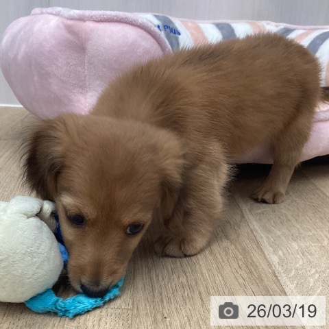 ミニチュア・ダックスフンドの写真