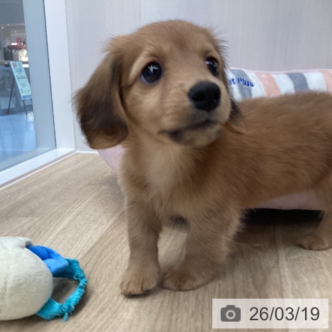 ミニチュア・ダックスフンドの写真