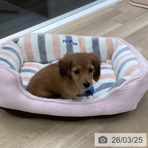 愛媛県のミニチュアダックスフンド(ロング) (ペットプラス 新居浜店/2026年1月18日生まれ/男の子/レッド)の子犬の3枚目の画像