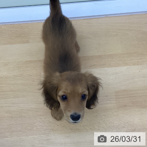 香川県のミニチュアダックスフンド(ロング) (ペットプラス 綾川店/2026年1月18日生まれ/女の子/レッド)の子犬の3枚目の画像