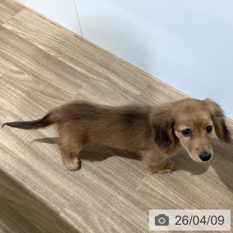 鳥取県のミニチュアダックスフンド(ロング) (ペッツワン 日吉津店/2026年1月18日生まれ/女の子/レッド)の子犬の3枚目の画像