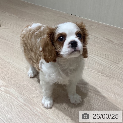 キャバリア・キングチャールズ・スパニエルの写真