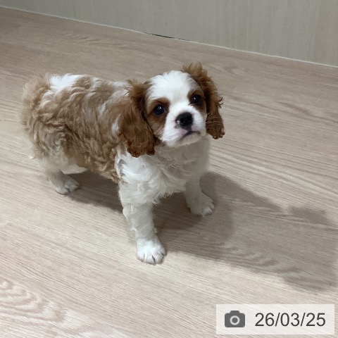 キャバリア・キングチャールズ・スパニエルの写真