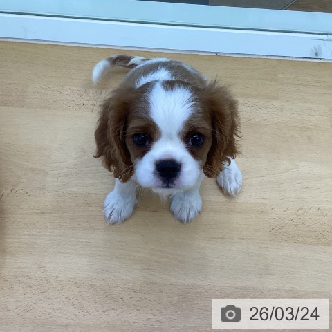 キャバリア・キングチャールズ・スパニエルの写真