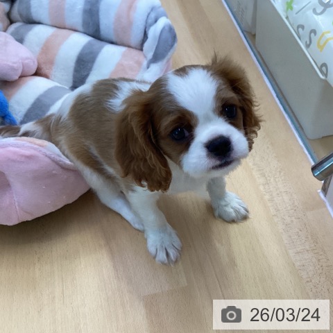 キャバリア・キングチャールズ・スパニエルの写真