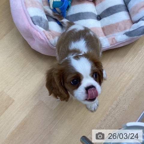 キャバリア・キングチャールズ・スパニエルの写真