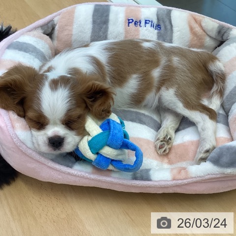 キャバリア・キングチャールズ・スパニエルの写真