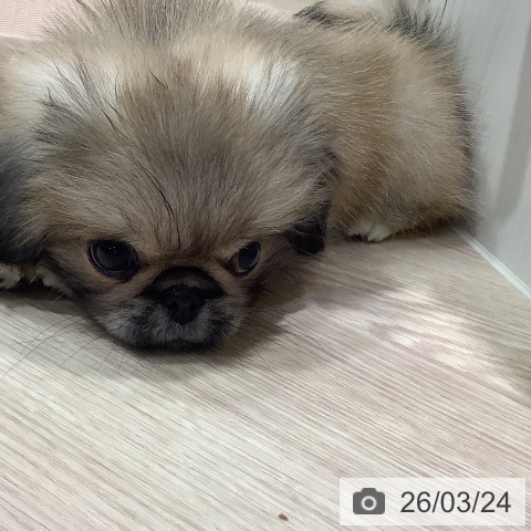 岡山県のペキニーズ (ペットプラス 岡山店/2026年1月16日生まれ/男の子/フォーンホワイト)の子犬の4枚目の画像